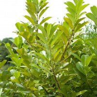 Cherry Laurel